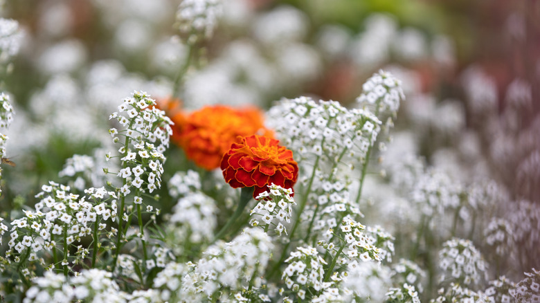A few compact orange marigolds nestle among frothy white sweet alyssum.