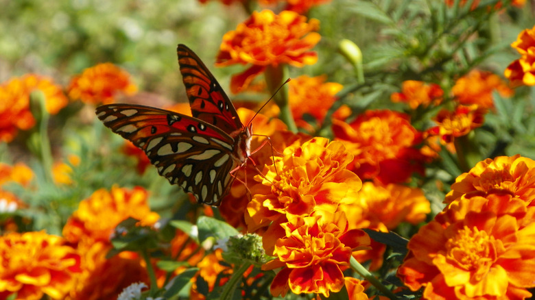 A gulf fritillary butterfly is pollinating an orange bloom on a marigold plant in the garden.