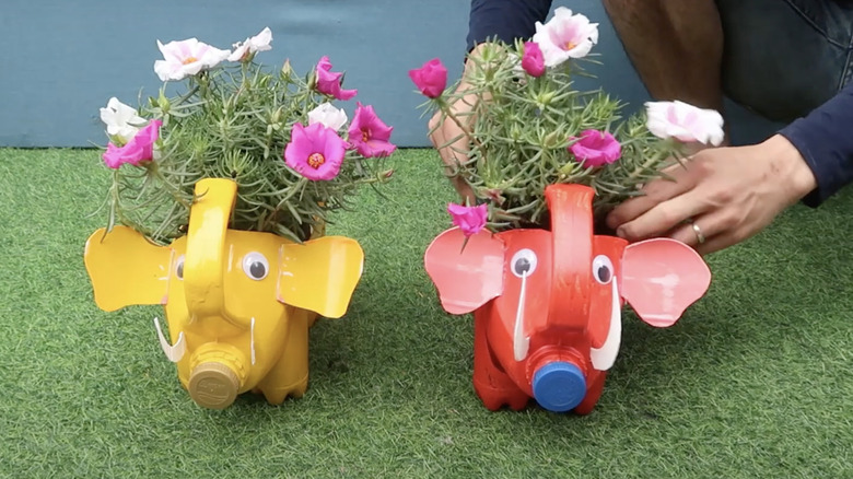 person putting flowers in planters