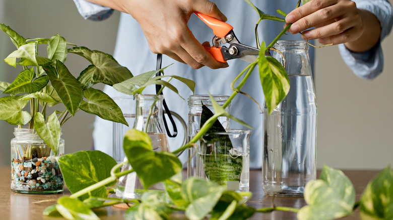 Cutting plants for propagation