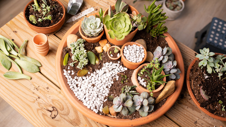 Succulents and rocks in planter
