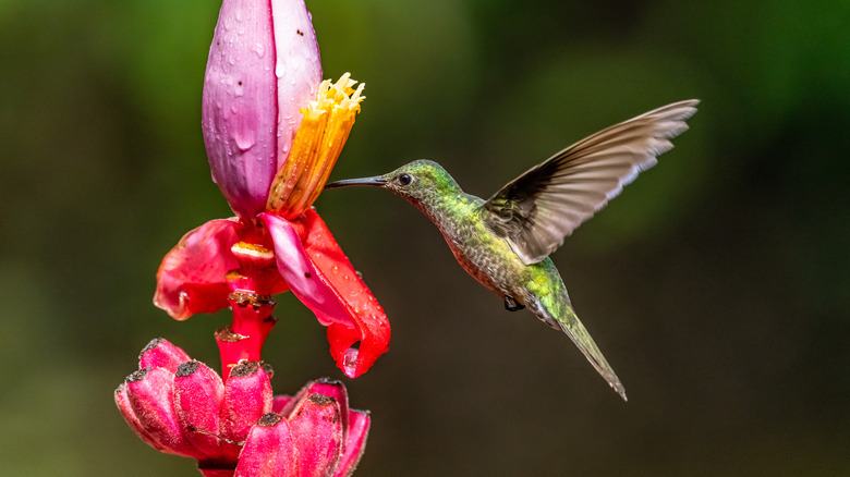 hummingbird and flower