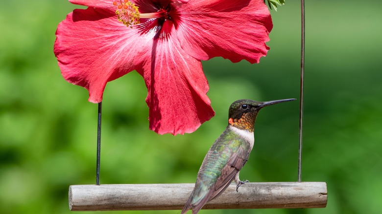 hummingbird on swing hibiscus