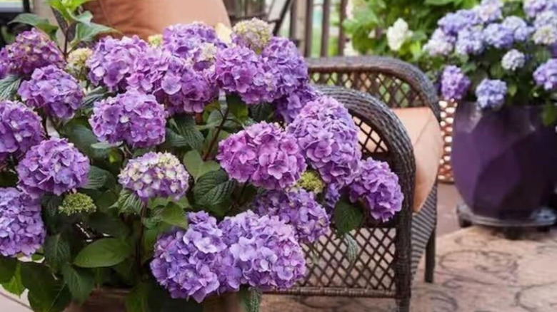 The Endless Summer Hydrangea in bloom next to an outdoor chair