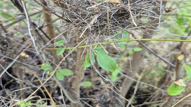 Bird nest constructed with twigs in a tree