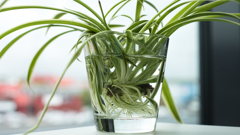 spider plant in water glass