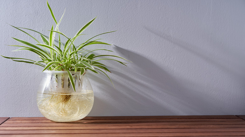 spider plant in glass pot