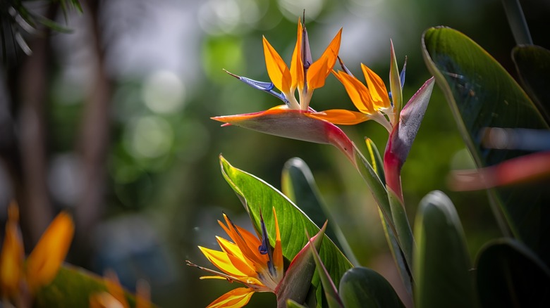 bird of paradise flowers