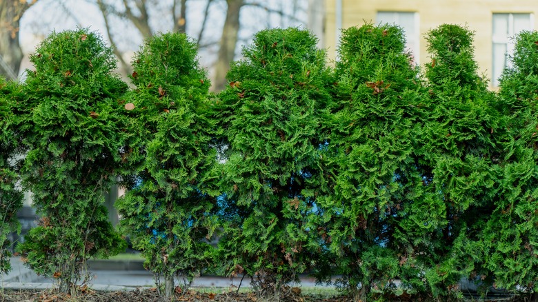 Dense row of trimmed arborvitae
