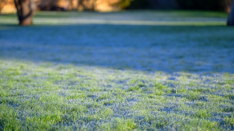 A closeup of a frosty lawn