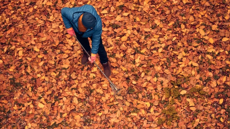 Overhead picture of person raking many leaves
