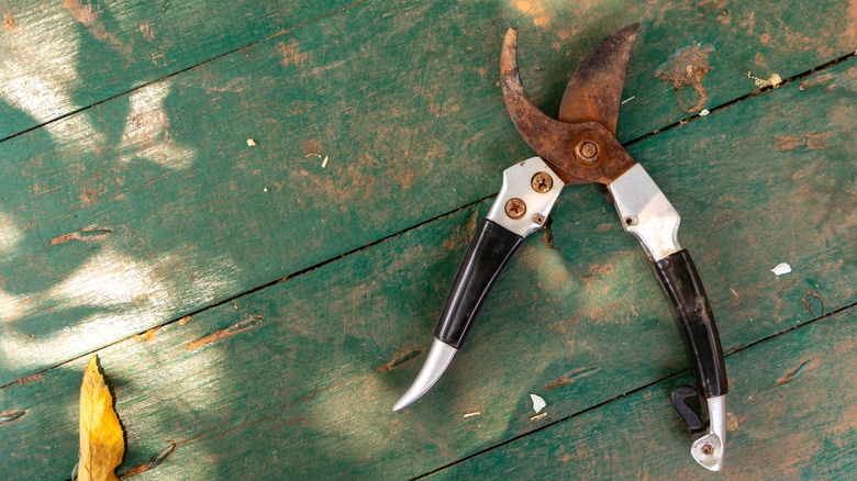 rusty pruning shears on wooden table