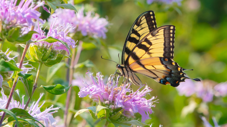 A large butterfly feeds on the purple flowers of bee balm