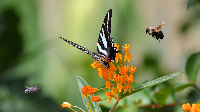 A butterfly sitting on a Butterfly weed plant