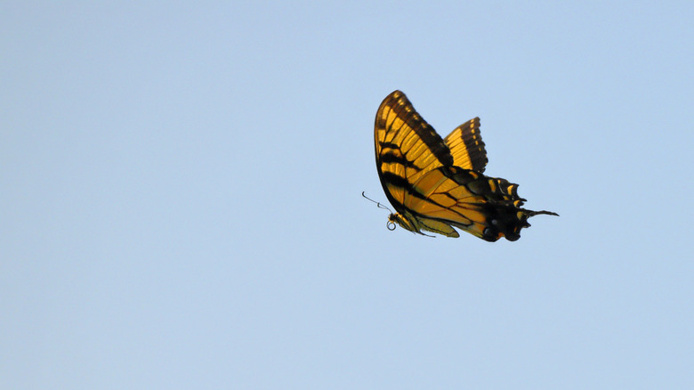 A vibrant yellow butterfly in mid-flight against a clear blue sky.