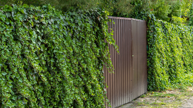 English ivy covering a wall