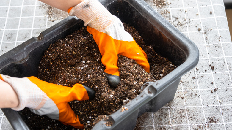 Gardeners's gloved hands scooping potting soil in container