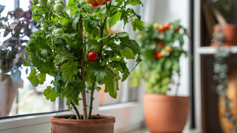 Cherry red tomato in pot on windowsill