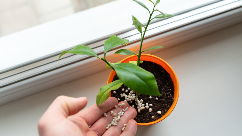 Hand adding fertilizer to potting soil for a plant