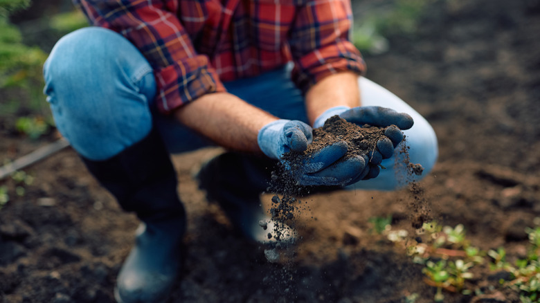 Man cupping soil in hands while squatting in garden