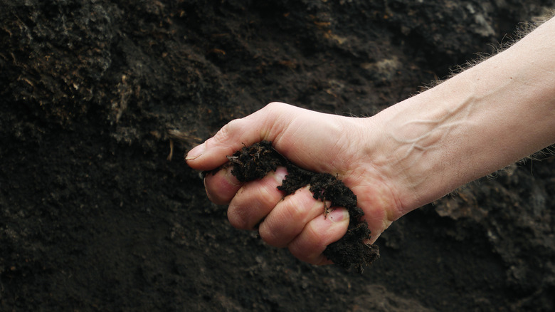 Person squeezes soil to conduct a soil texture test.