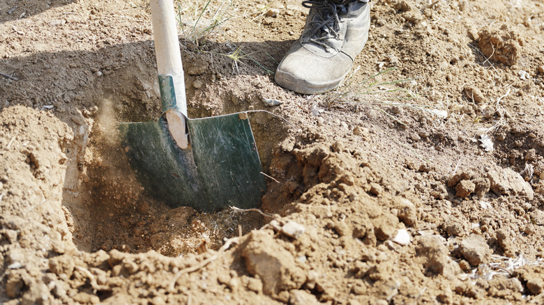 Gardener digs hole for soil drainage perk test.