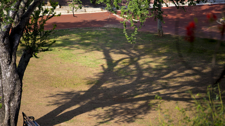 Bare soil underneath tree canopy 