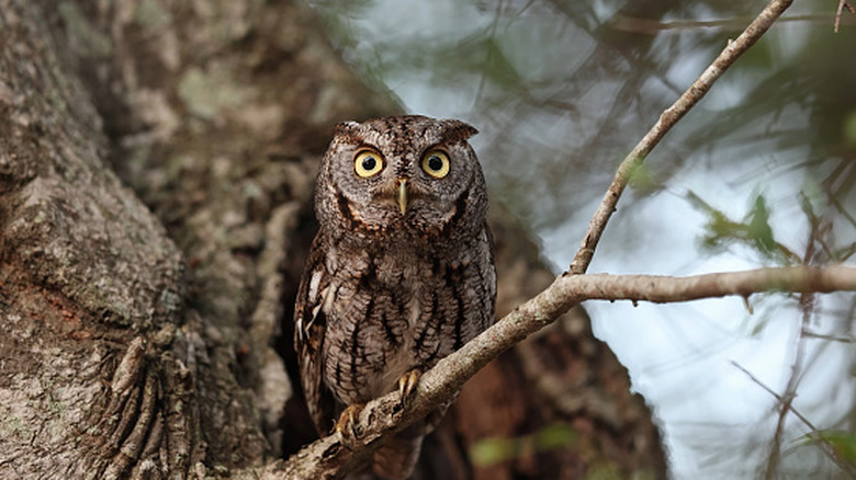 An Eastern Screech Owl sitting on a branch in a tree
