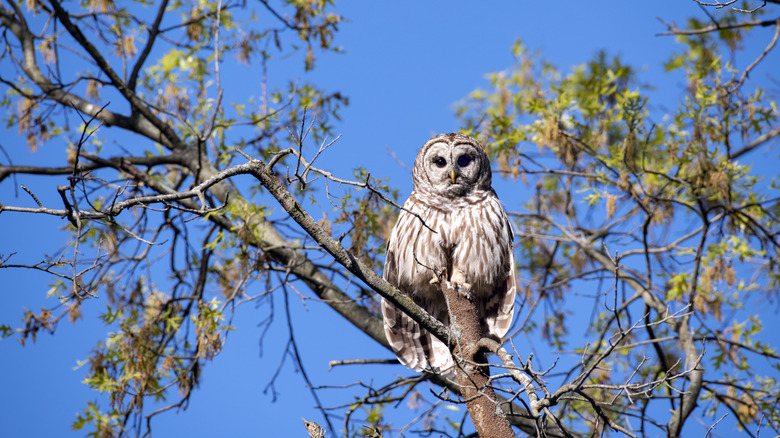 Barred Owl sitting on a tree