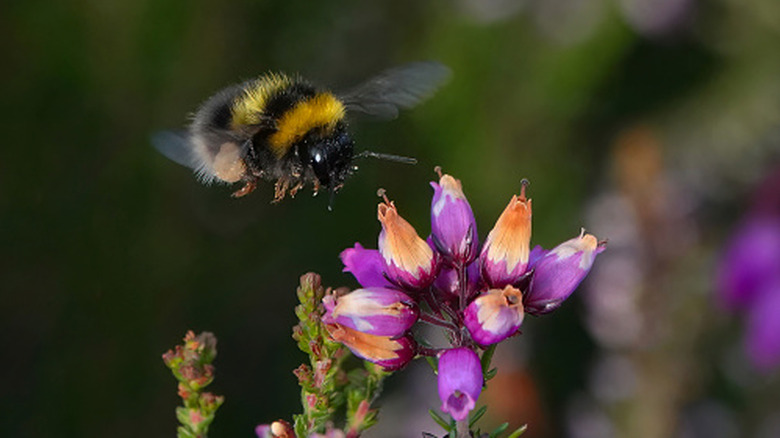 A bumble bee flies toward a cluster of purple flowers.