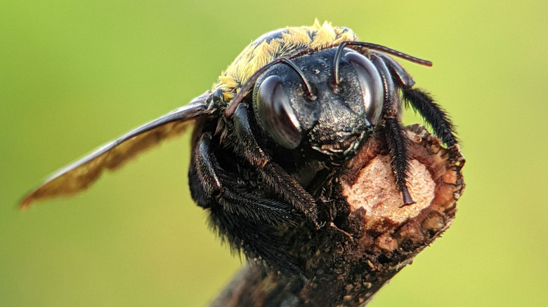 A male carpenter bee perches on top of a stick.