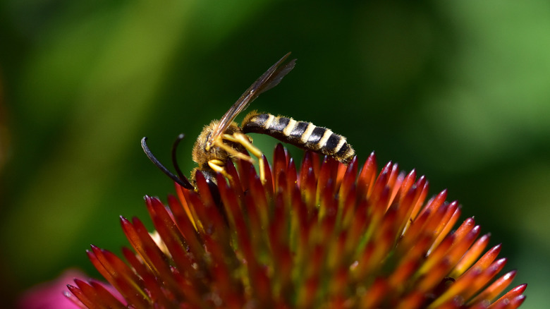 A furrow bee digs its head into the center of a red coneflower.