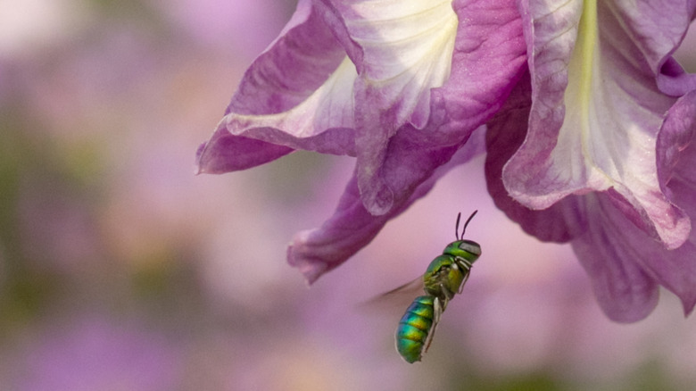 A green orchid bee approaches a purple flower.