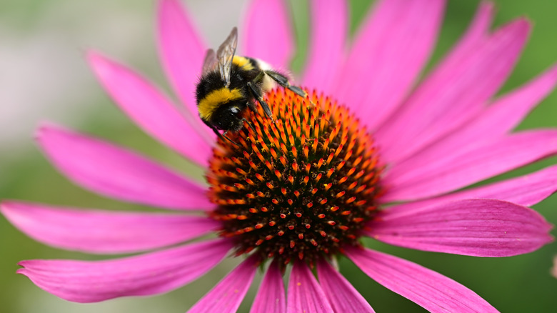 Closeup of a bumblebee on a pink flower