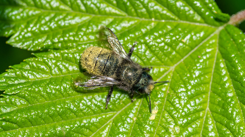 A mason bee covered in pollen sits on a leaf.