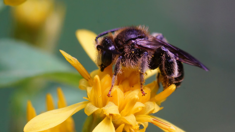 Closeup of an oil-collecting bee on a yellow flower