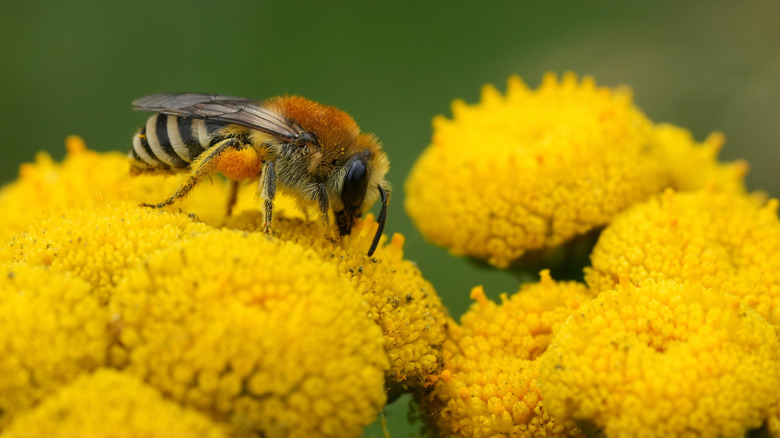 A platerer bee sits atop a yellow flower.