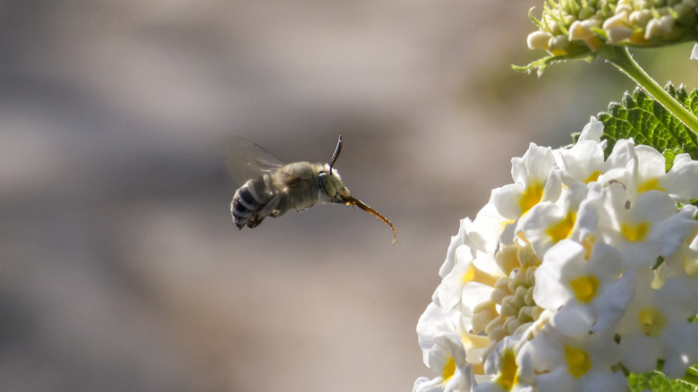 A southeastern blueberry bee with its tongue sticking out to sup nectar from a lantana flower.