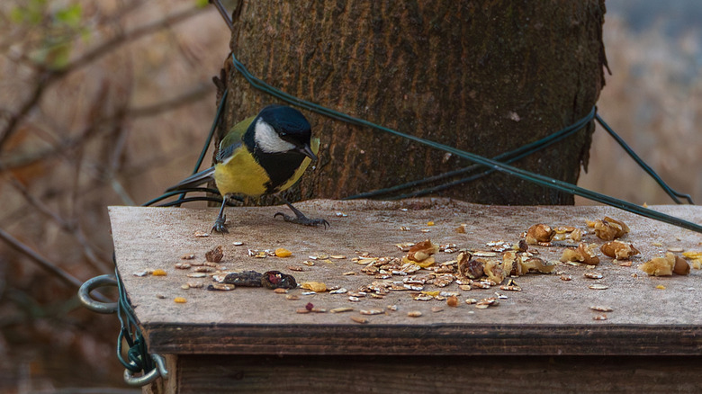 A great tit eating oats on a flat surface