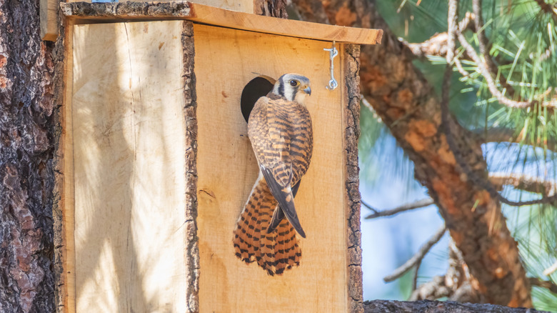 American kestrel perched at entrance of birdhouse