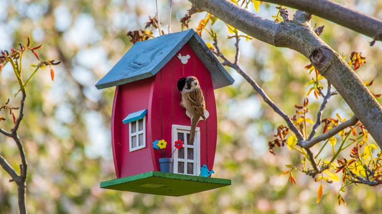 Sparrow perching on a red birdhouse