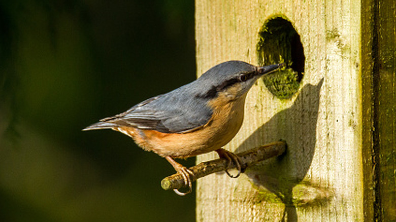 Nuthatch at entrance of birdhouse