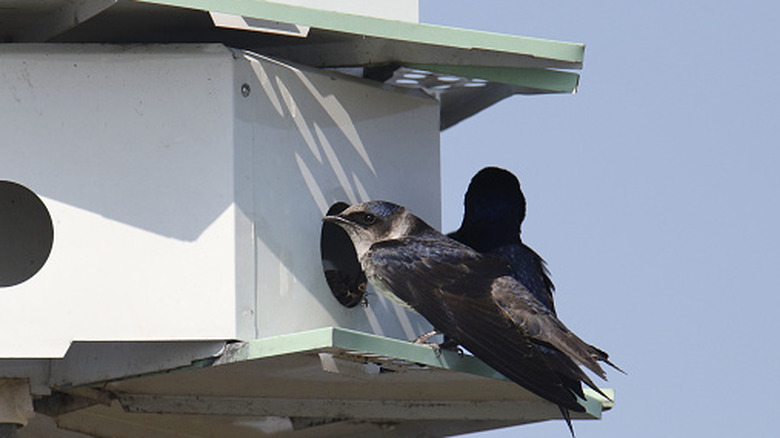 Purple martins are perched on the ledge of a white birdhouse with a green roof