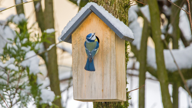 Blue Tit titmouse perched on birdhouse