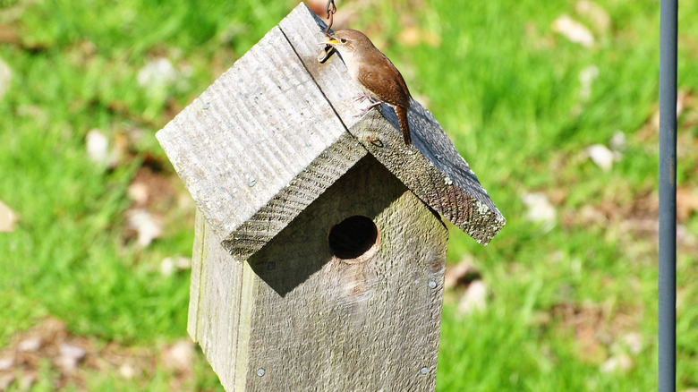 warbler standing on birdhouse