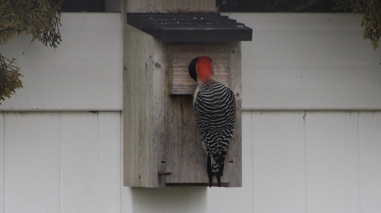 Redheaded woodpecker looking into birdhouse