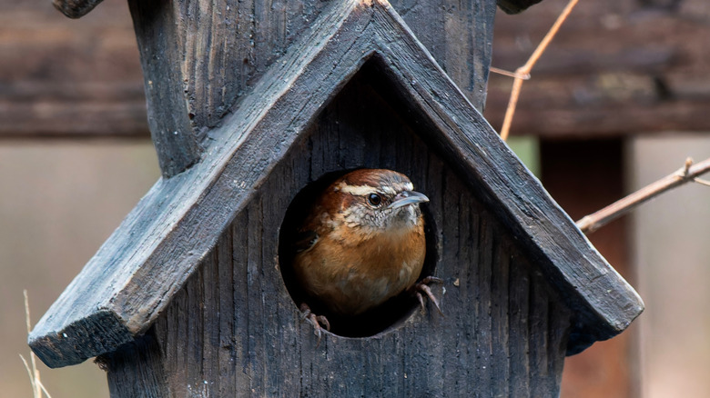 Wren sitting in birdhouse
