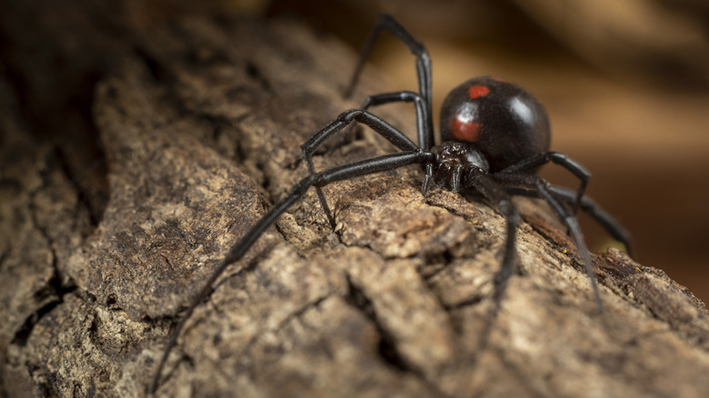 Close up of a black widow spider on a log