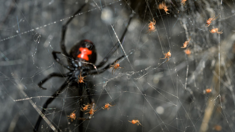 Close up of under side of black widow with connected hourglass shape