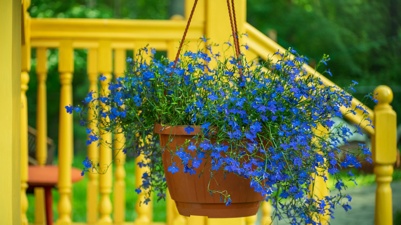 Blue edging lobelia in a hanging planter on a porch with a bright yellow banister in the background